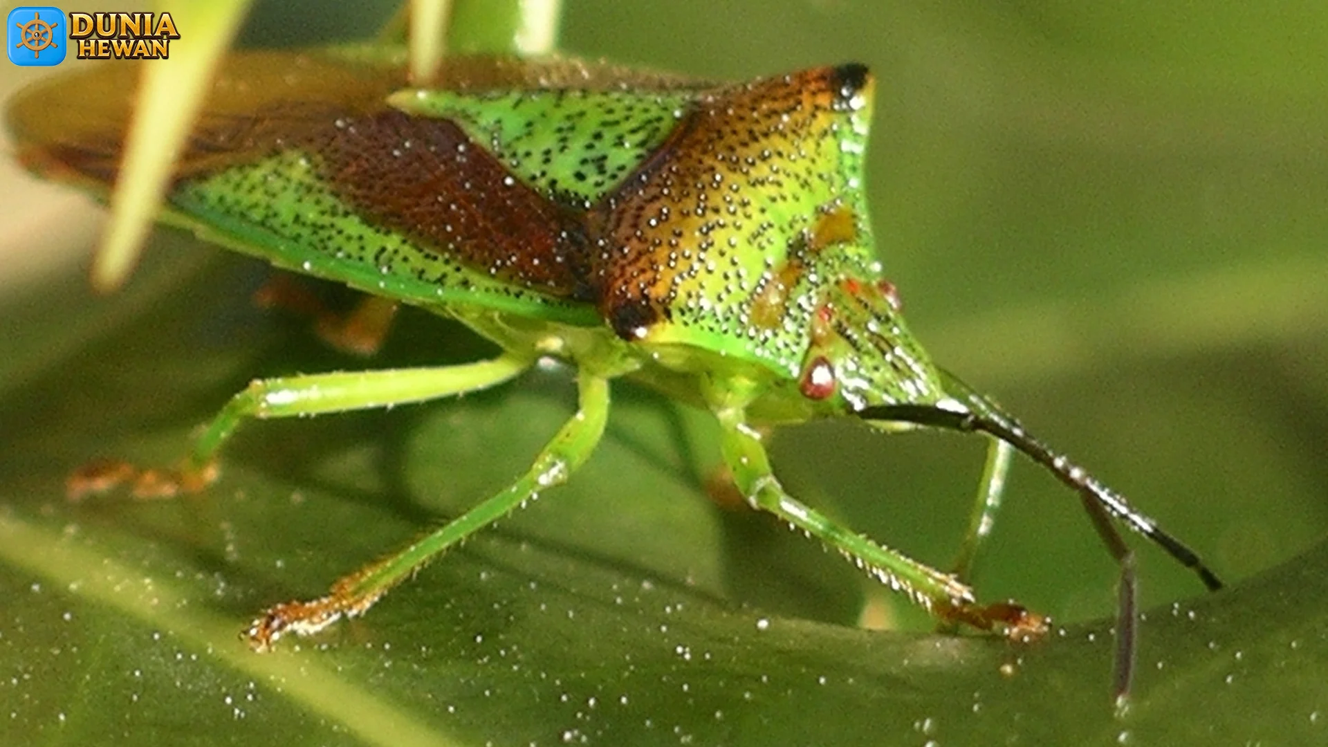 Hemiptera dan Perannya: 5 Hal yang Harus Kamu Tahu