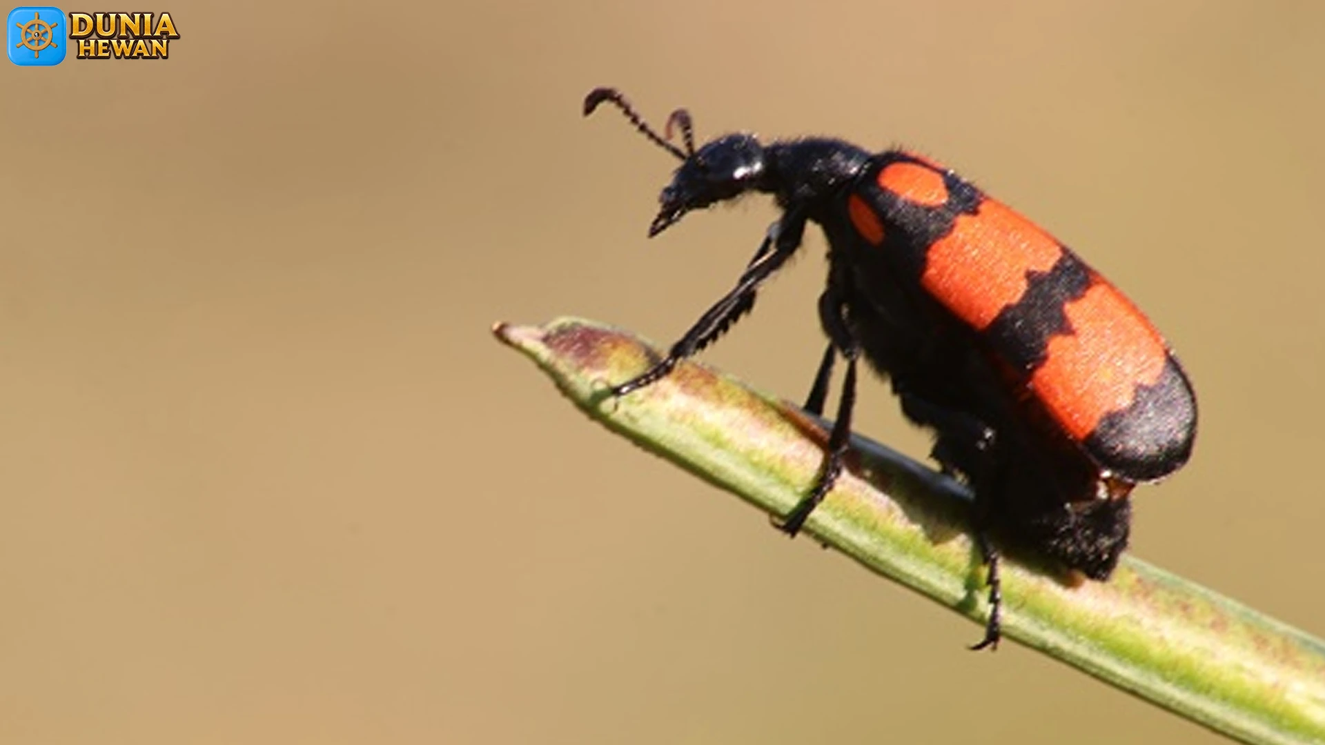 5 Keunikan Kumbang Lepuh yang Bikin Kamu Terpikat Banget 2 5 Keunikan Kumbang Lepuh yang Bikin Kamu Terpikat Banget