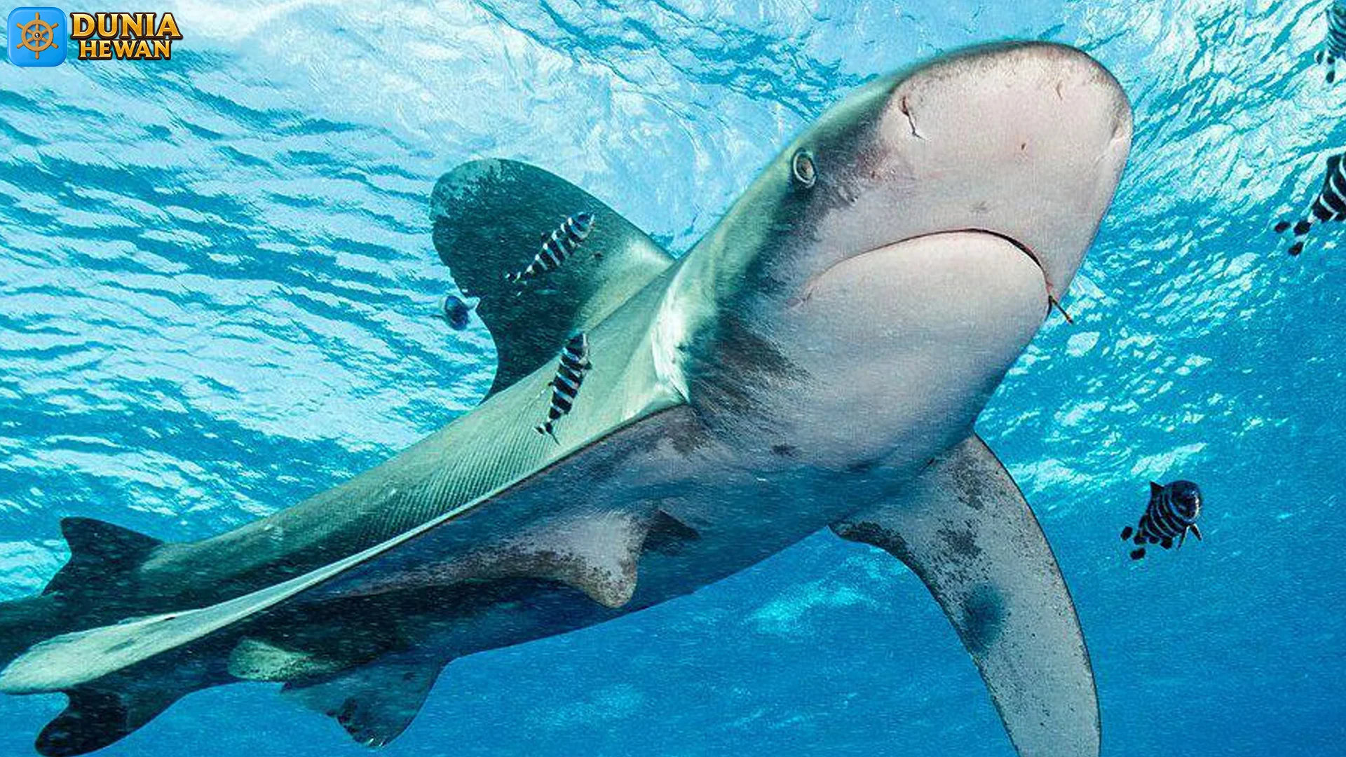 4 Aspek Unik Tentang Hiu Koboi yang Tidak Kamu Ketahui