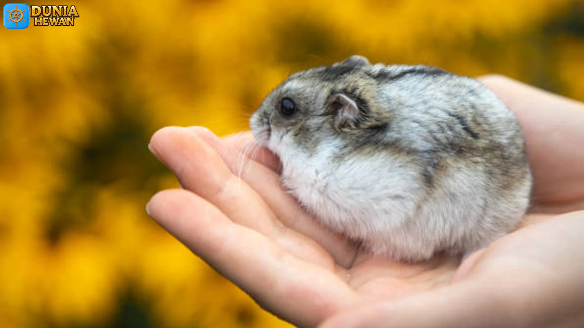 4 Keunggulan Hamster Kerdil Putih Rusia di Dunia Observasi
