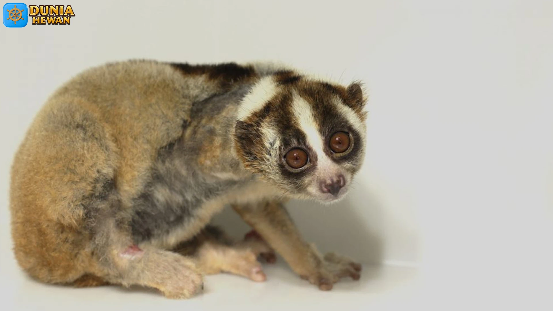 Kukang Jawa: 5 Fakta yang Menjadikannya Jadi Spesies Langka