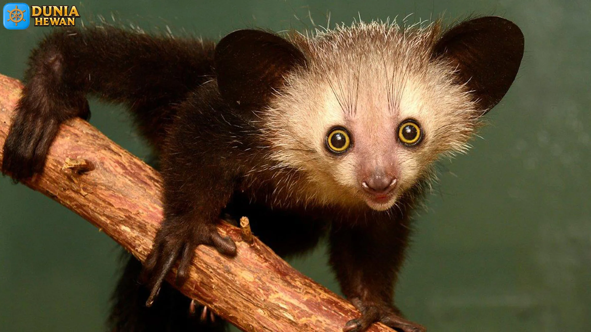 5 Hal yang Membuat Aye-Aye Jadi Primata Langka Terancam Punah 2 5 Hal yang Membuat Aye-Aye Jadi Primata Langka Terancam Punah