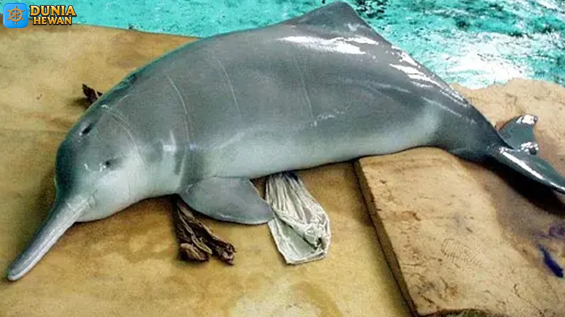 Baiji: 5 Keunikan yang Bikin Mamalia Ini Jadi Begitu Spesial 2 Baiji: 5 Keunikan yang Bikin Mamalia Ini Jadi Begitu Spesial