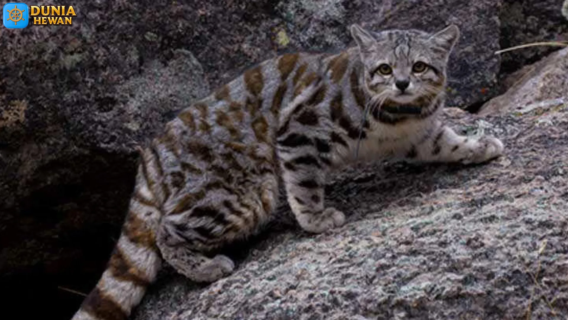 Kucing Andes, Sang Spesies Langka dengan 2 Warna Bulu Hits 2 Kucing Andes, Sang Spesies Langka dengan 2 Warna Bulu Hits