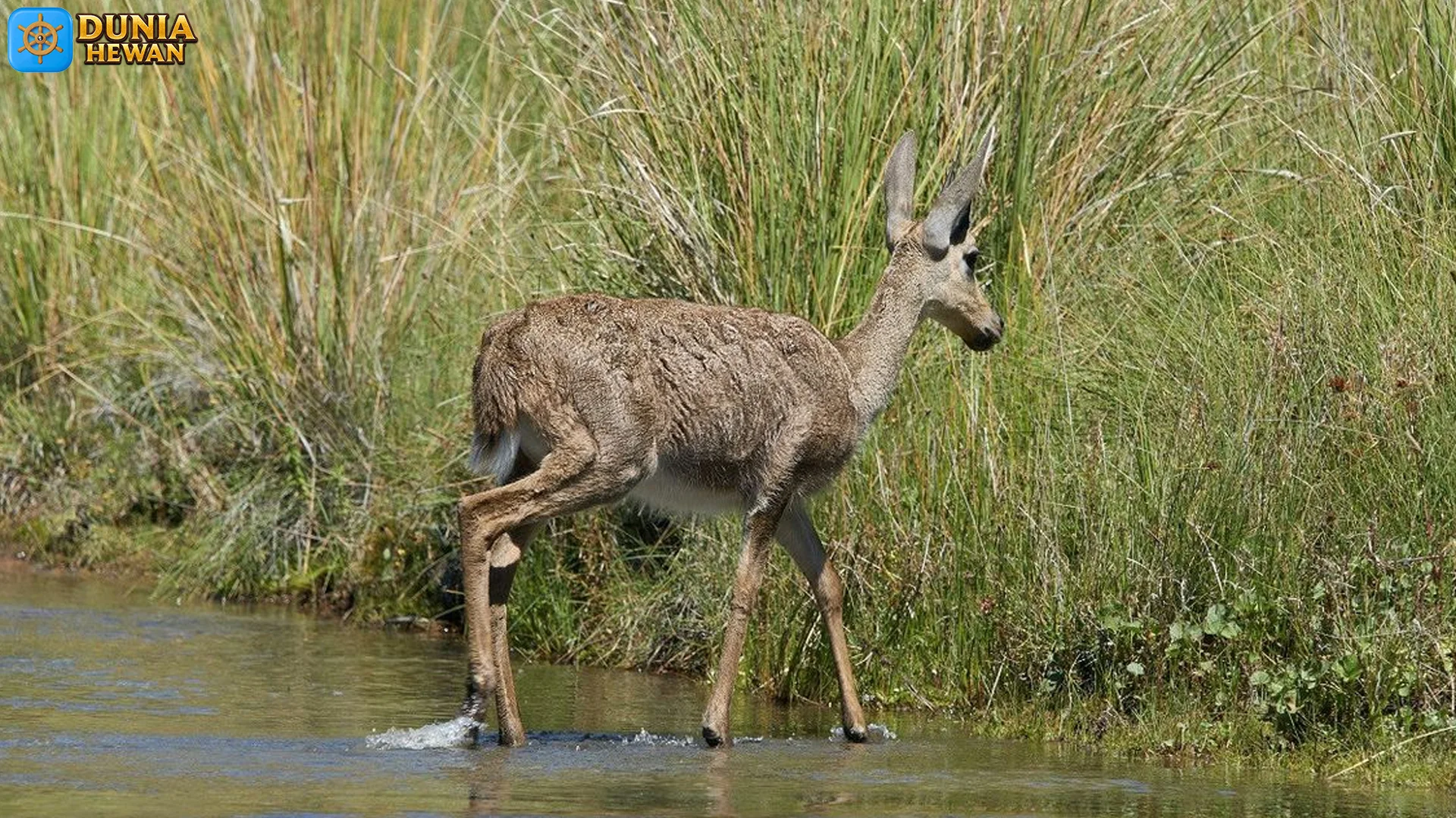 Rusa Rawa, 5 Hal Asyik dalam Hidup di Lingkungan Basah