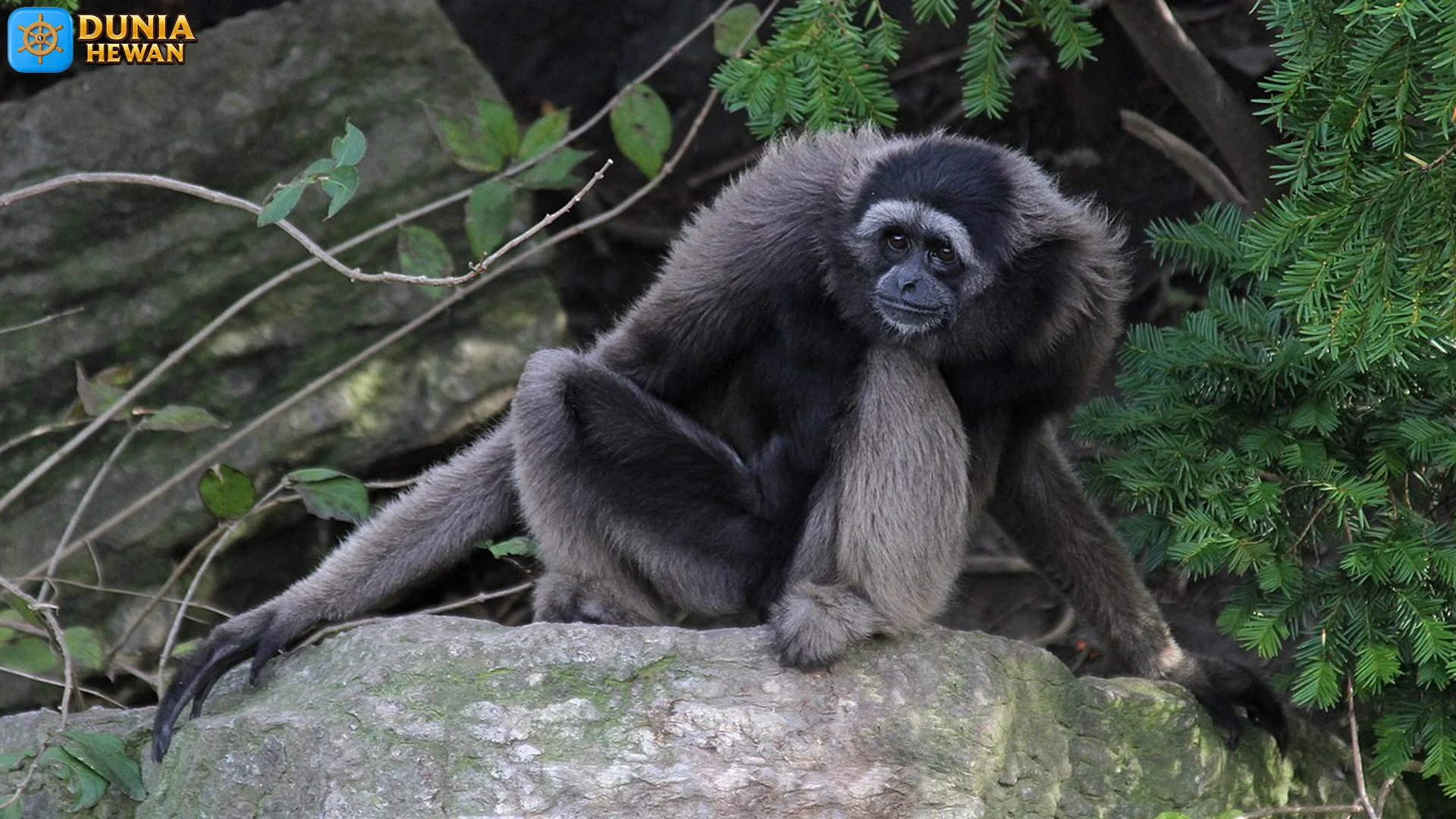 5 Momen Langka Owa Kalawat yang Bikin Kamu Speechless 4 5 Momen Langka Owa Kalawat yang Bikin Kamu Speechless