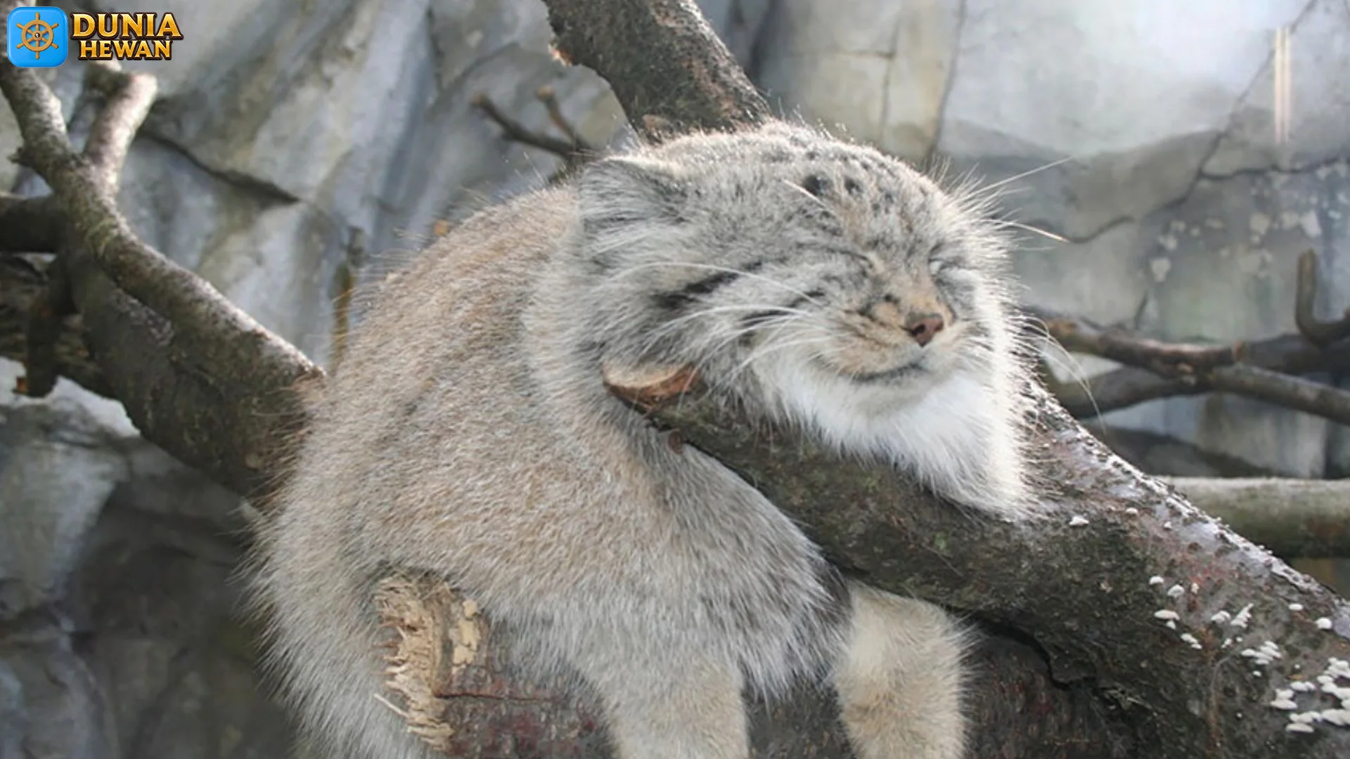 Kucing Pallas & 5 Cara Bertahan Pada Suhu Minus 50 Derajat