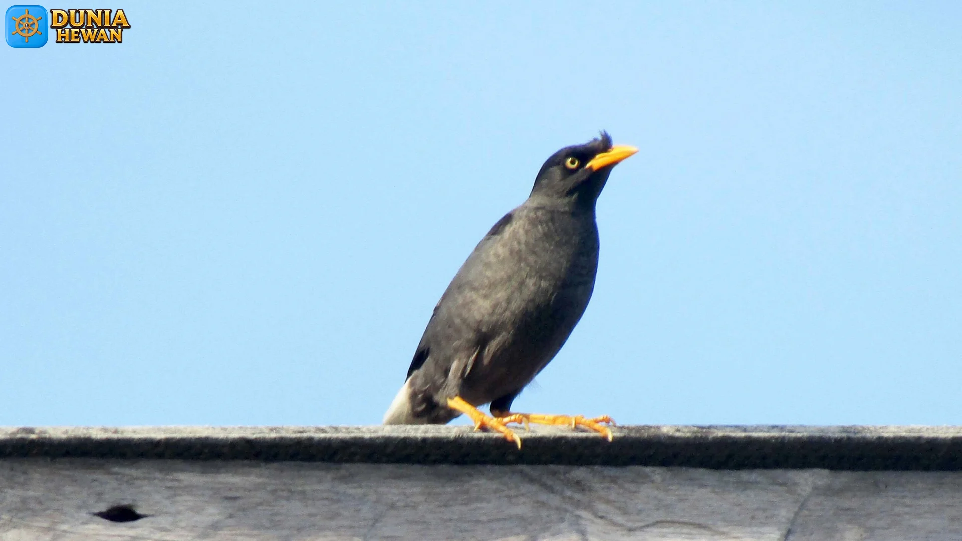Style Jambulnya Bikin Iri: 4 Inspirasi Gaya dari Burung Kerak Jambul