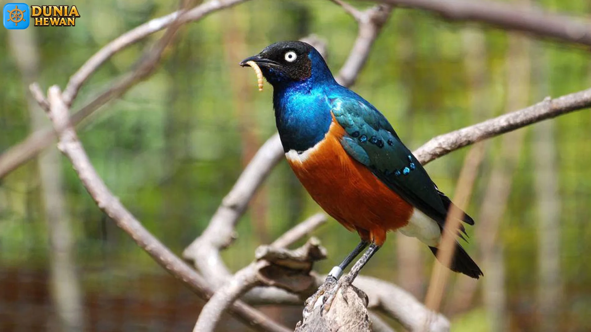 Gaya Hidup Jalak Afrika: 5 Hal Keren yang Bikin Burung Ini Hits