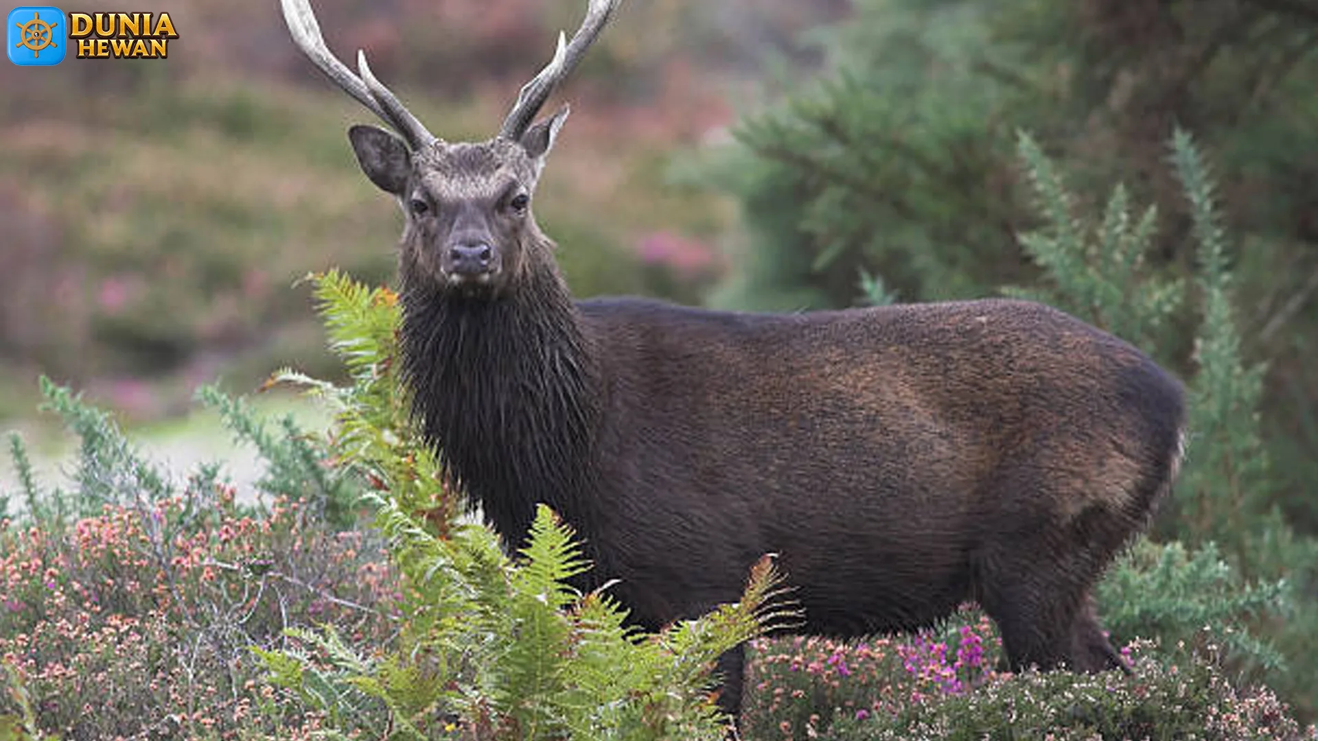 Rusa Sika: 5 Karakteristik Fisik yang Membuat Mereka Menarik 2 Rusa Sika: 5 Karakteristik Fisik yang Membuat Mereka Menarik
