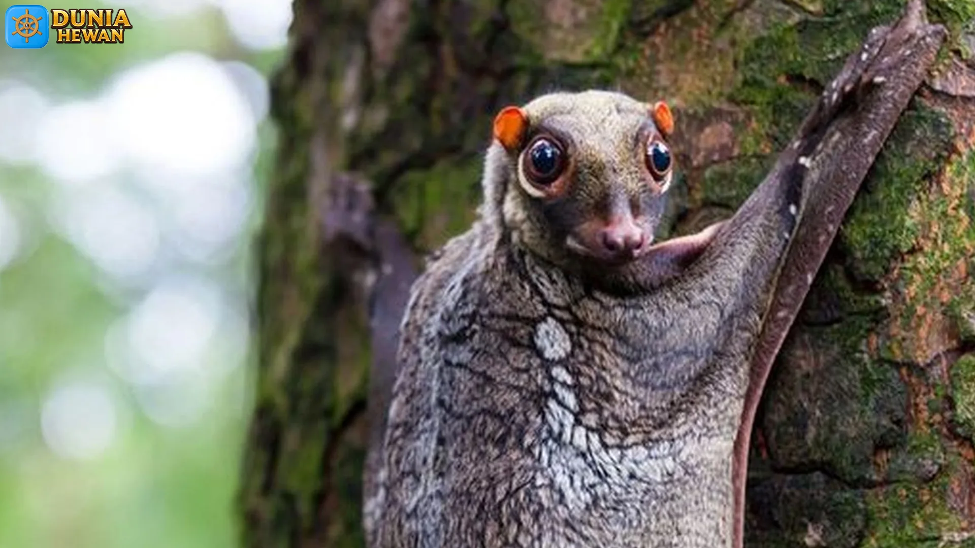 5 Adaptasi Kubung yang Membantunya Bertahan di Alam Liar