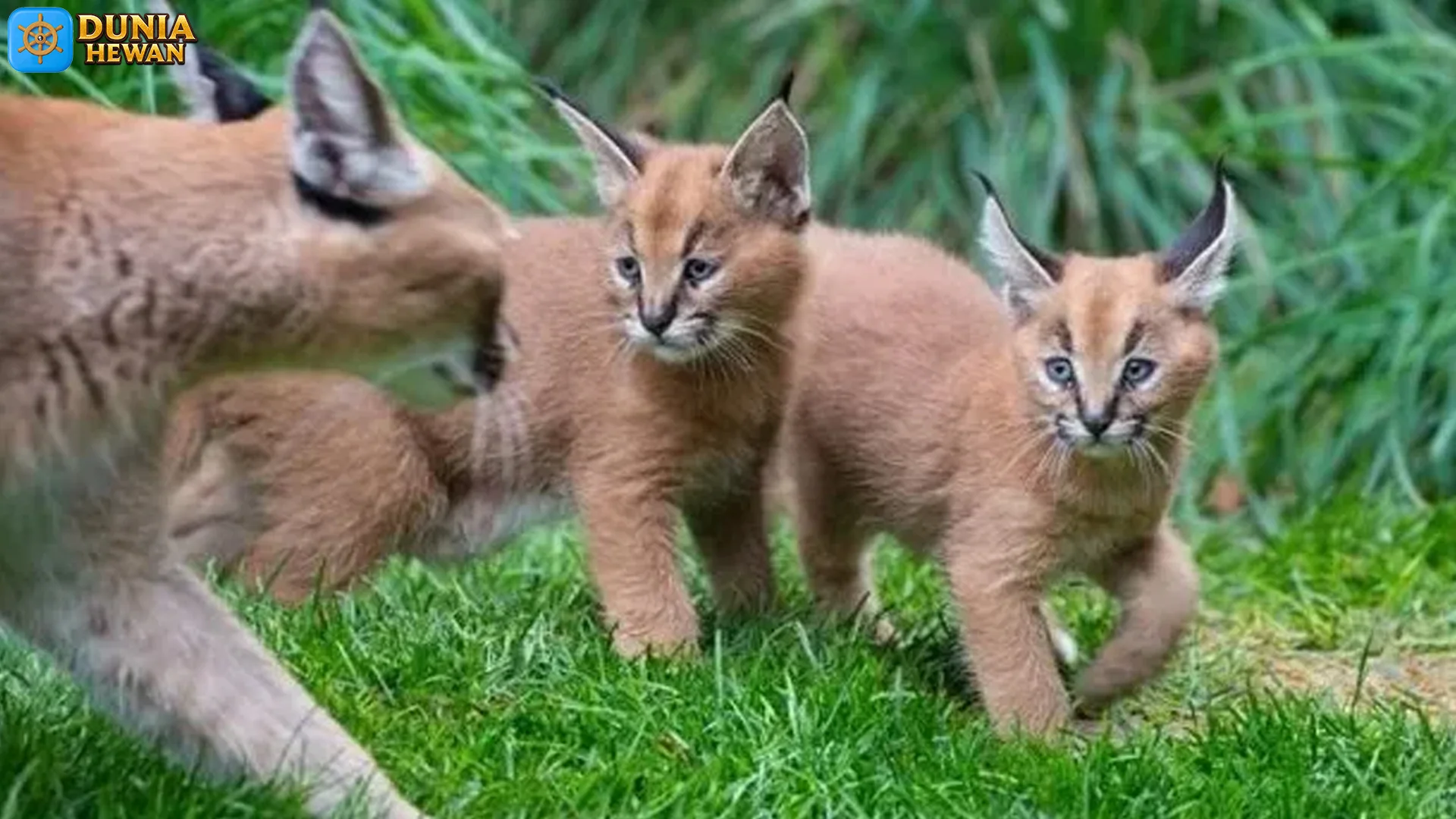 5 Argumen Karakal Jadi Kucing Liar Paling Ditakutin di Afrika 2 5 Argumen Karakal Jadi Kucing Liar Paling Ditakutin di Afrika