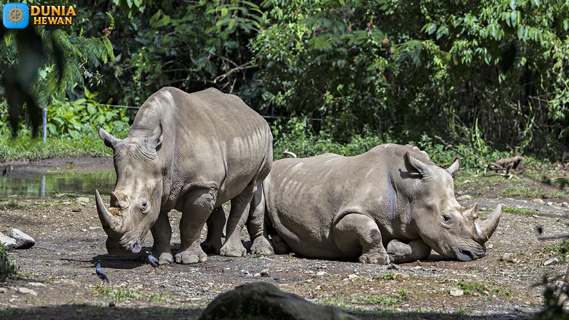 Badak Jawa yang Dahsyat dengan 4 Ciri Kulit Seperti Baju Baja