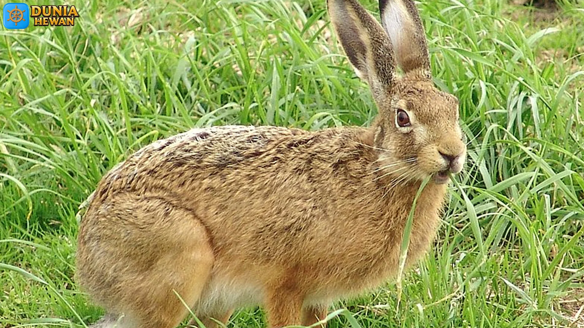 Ngobrol! 5 Kecepatan Lari Terwelu Korsika yang Bikin Lawan Kaget