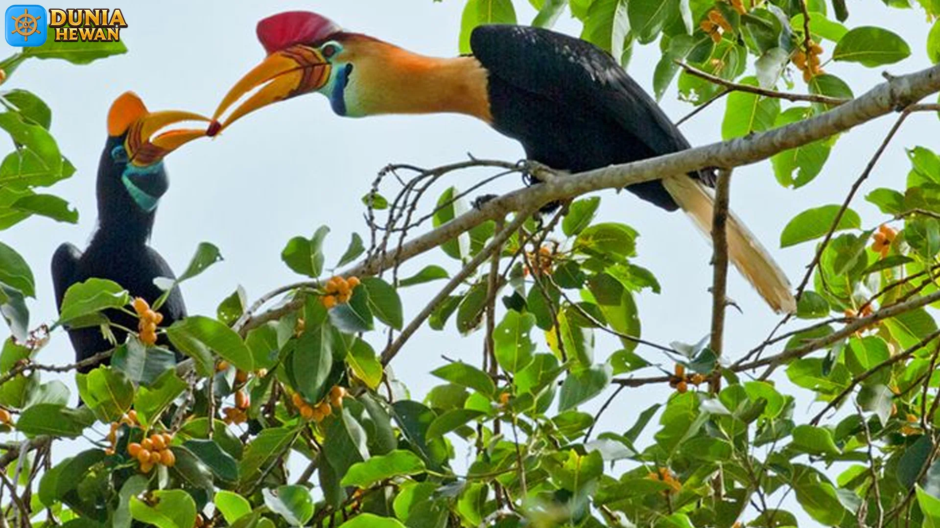 Bukan Sekadar Burung Cantik 5 Peran Julang Sulawesi di Ekosistem