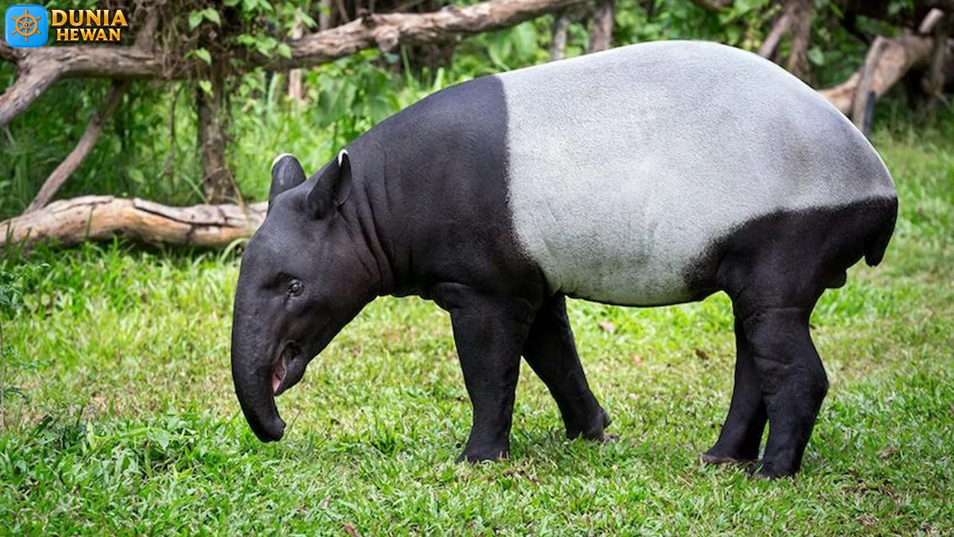 5 Alasan Kenapa Tapir Asia Jadi Hewan yang Penuh Misteri