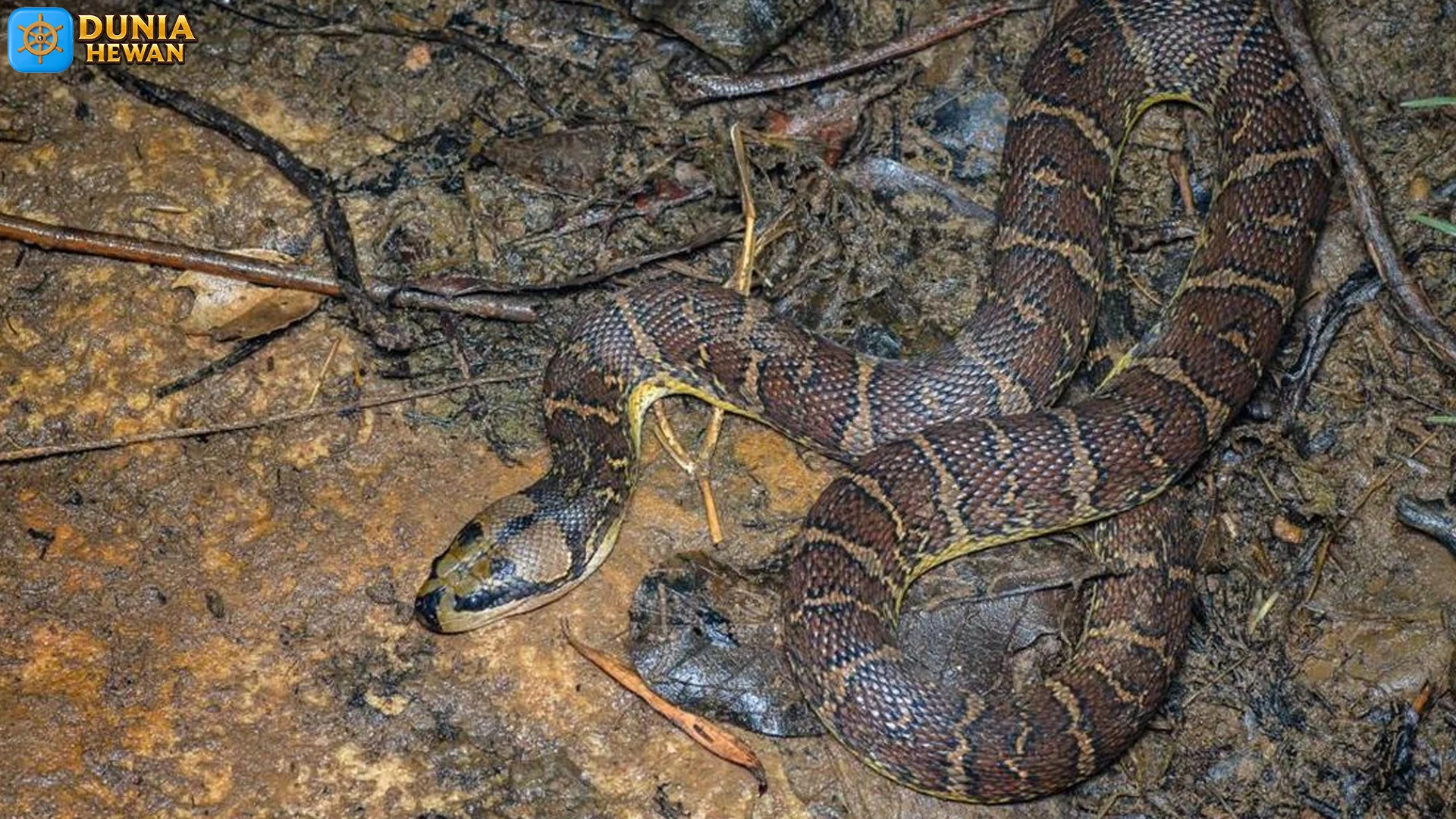 5 Mitos dan Fakta Seputar Ular Kadut yang Harus Kamu Pahami 2 5 Mitos dan Fakta Seputar Ular Kadut yang Harus Kamu Pahami