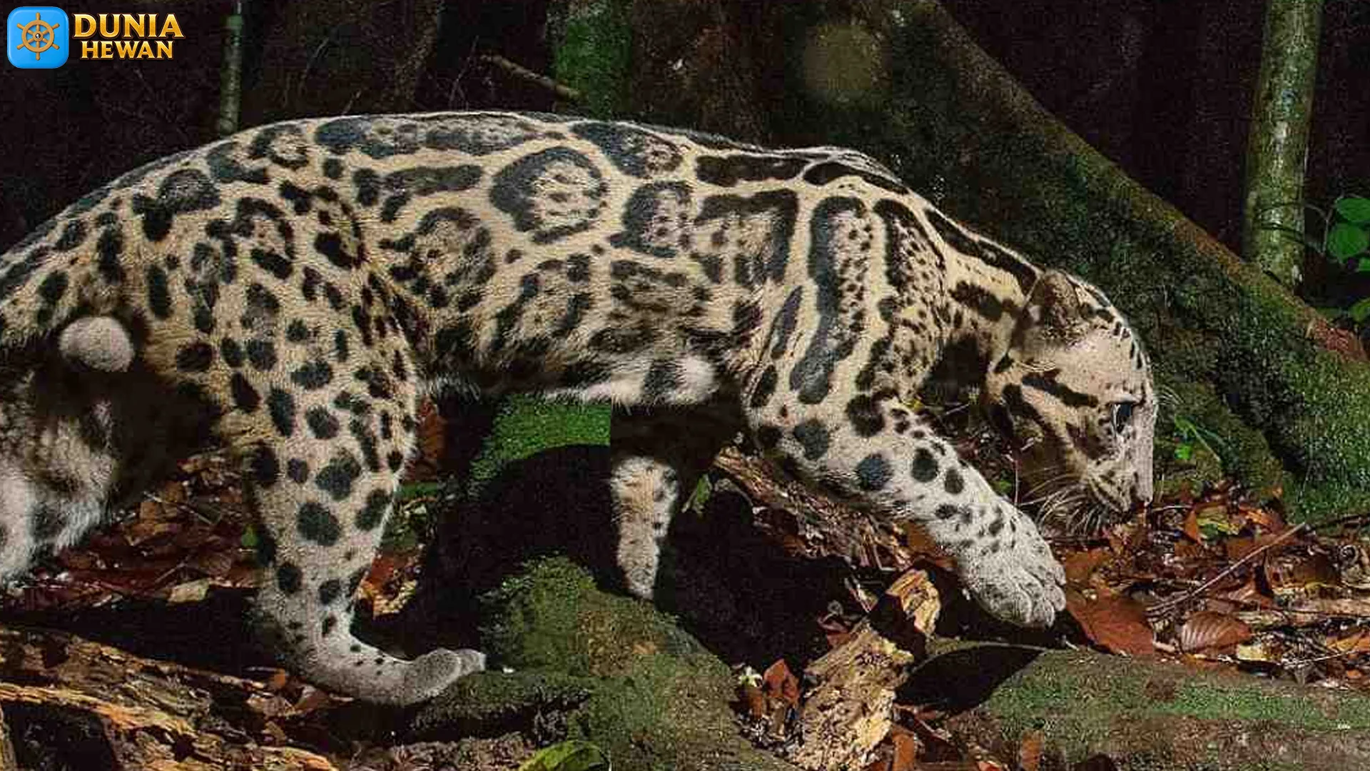 4 Perjalanan Macan Dahan yang Tersembunyi di Hutan Liar 2 4 Perjalanan Macan Dahan yang Tersembunyi di Hutan Liar