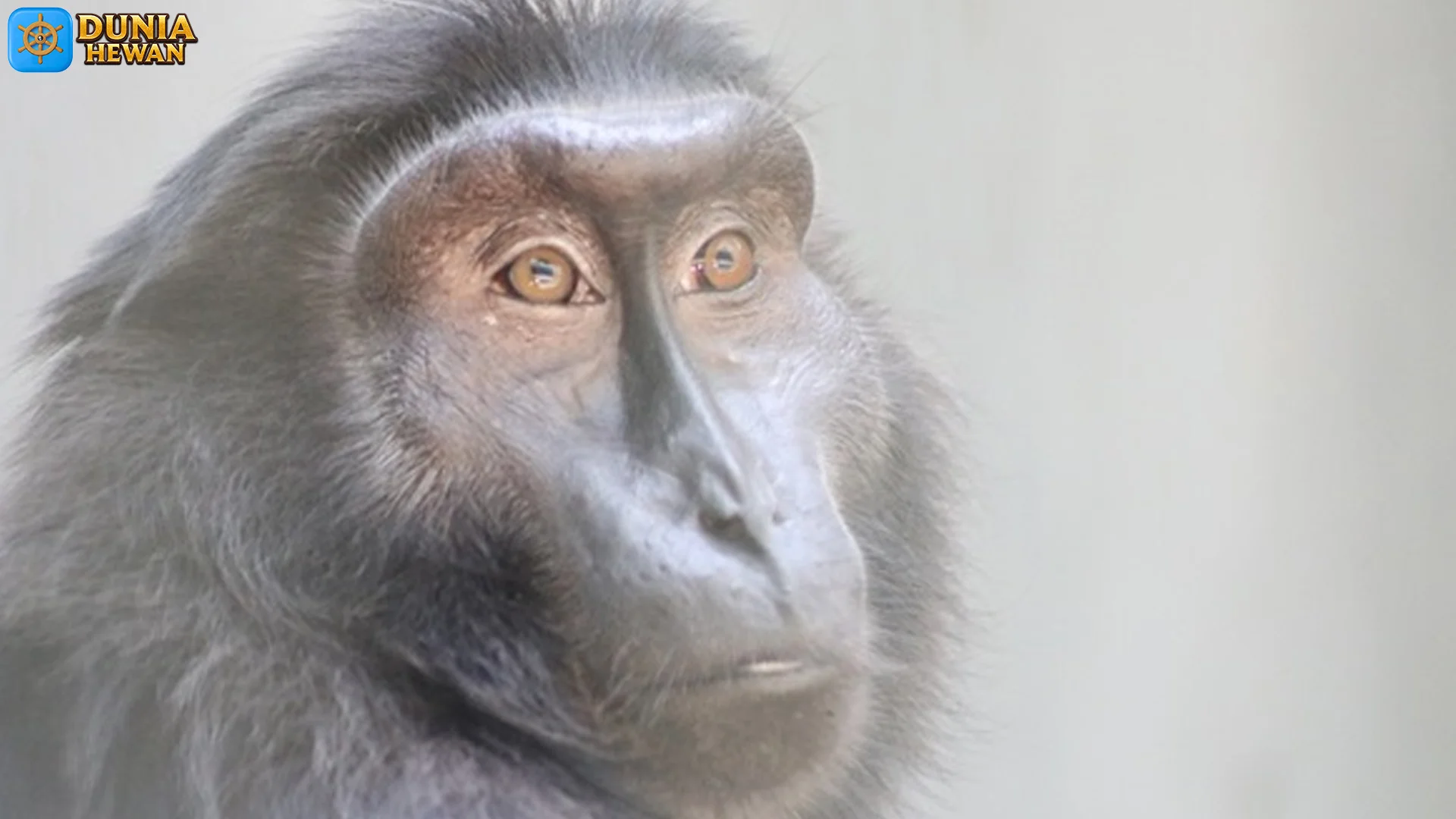 5 Kebiasaan Monyet Dige yang Beda Banget dari Monyet Biasa 2 5 Kebiasaan Monyet Dige yang Beda Banget dari Monyet Biasa