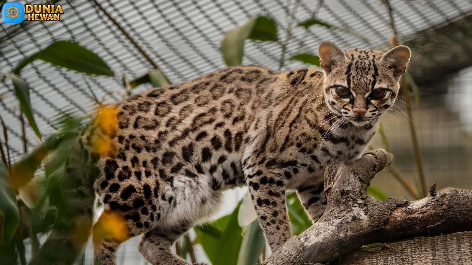 5 Keunikan Suara Margay yang Jarang Lo Denger di Hutan 2 5 Keunikan Suara Margay yang Jarang Lo Denger di Hutan