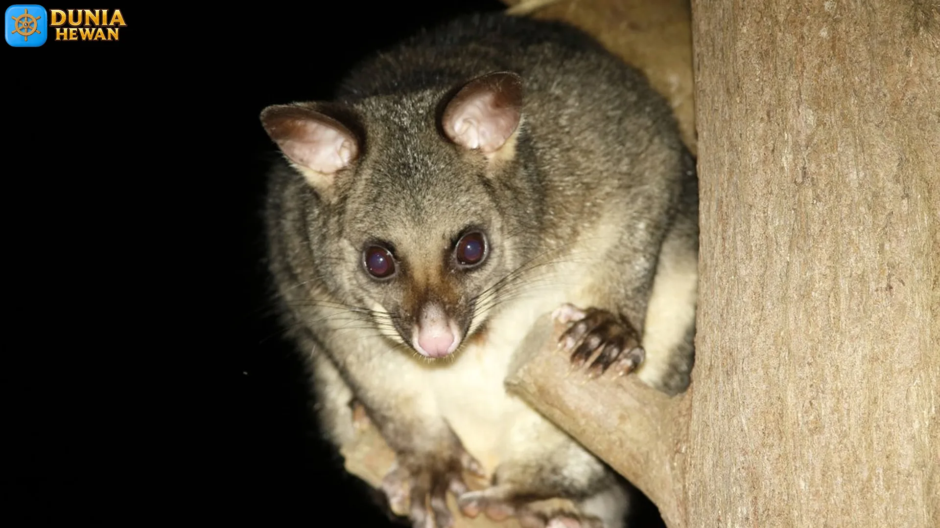 Posum: 5 Peran Penting dalam Ekosistem yang Harus Diketahui