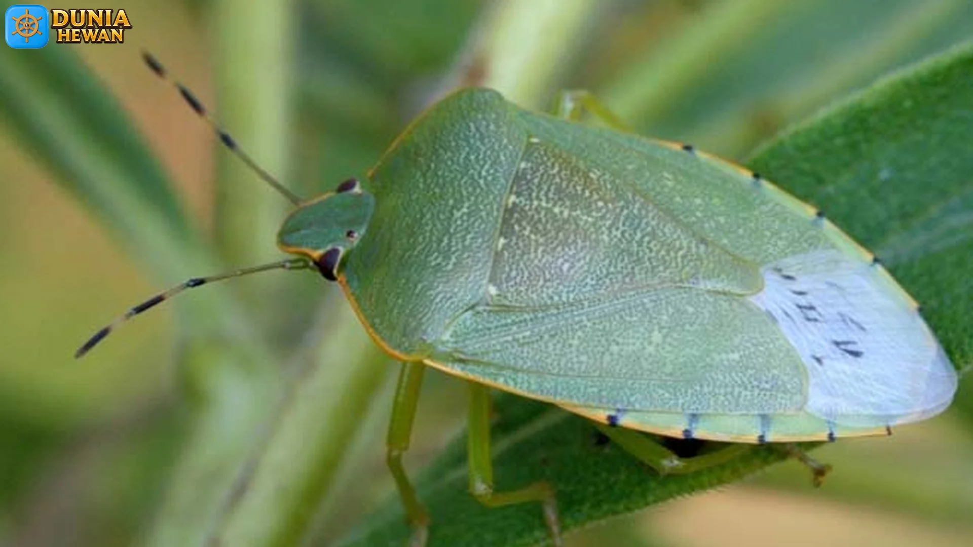 Hemiptera dan Perannya: 5 Hal yang Harus Kamu Tahu
