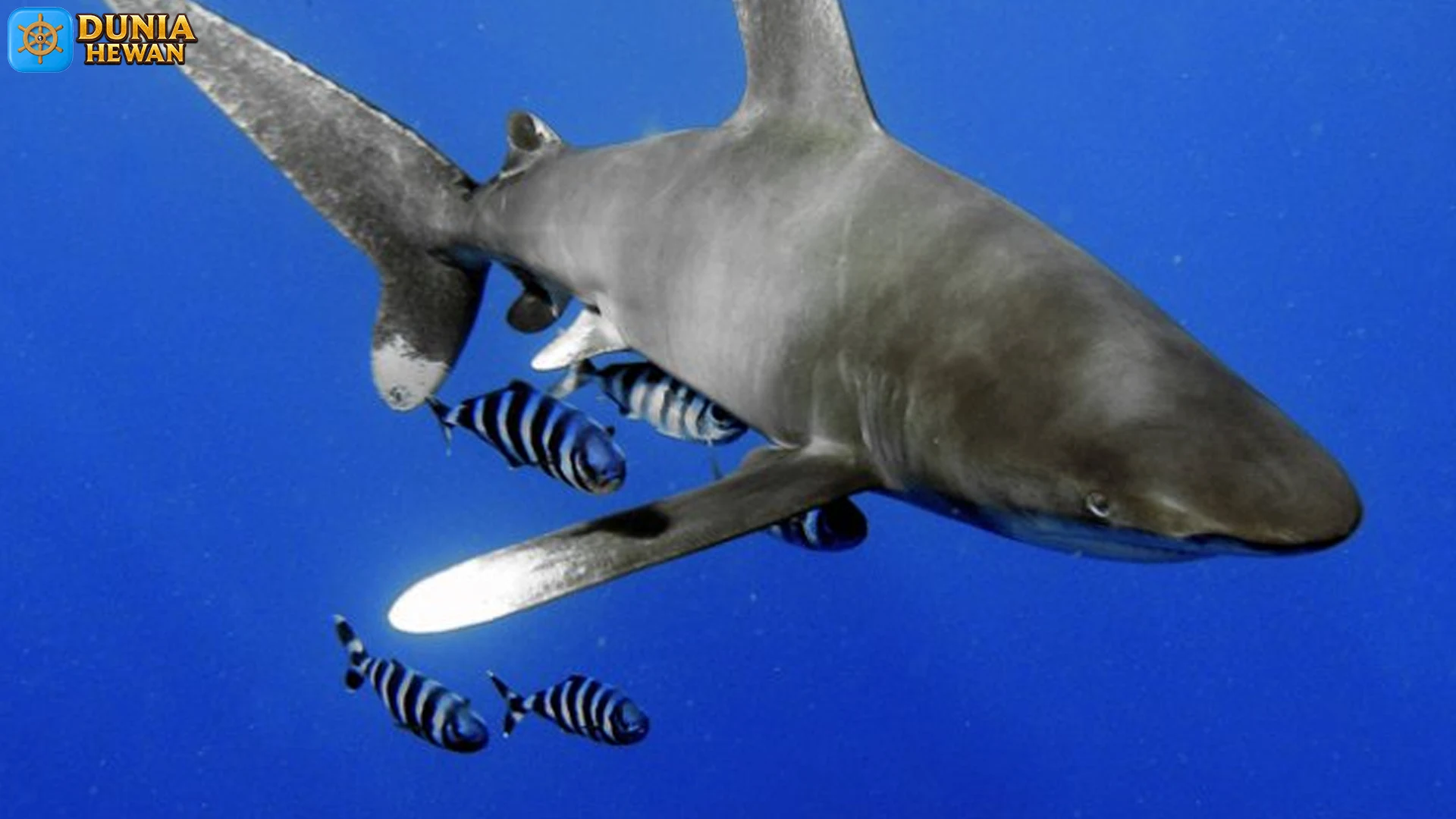 4 Aspek Unik Tentang Hiu Koboi yang Tidak Kamu Ketahui 2 4 Aspek Unik Tentang Hiu Koboi yang Tidak Kamu Ketahui