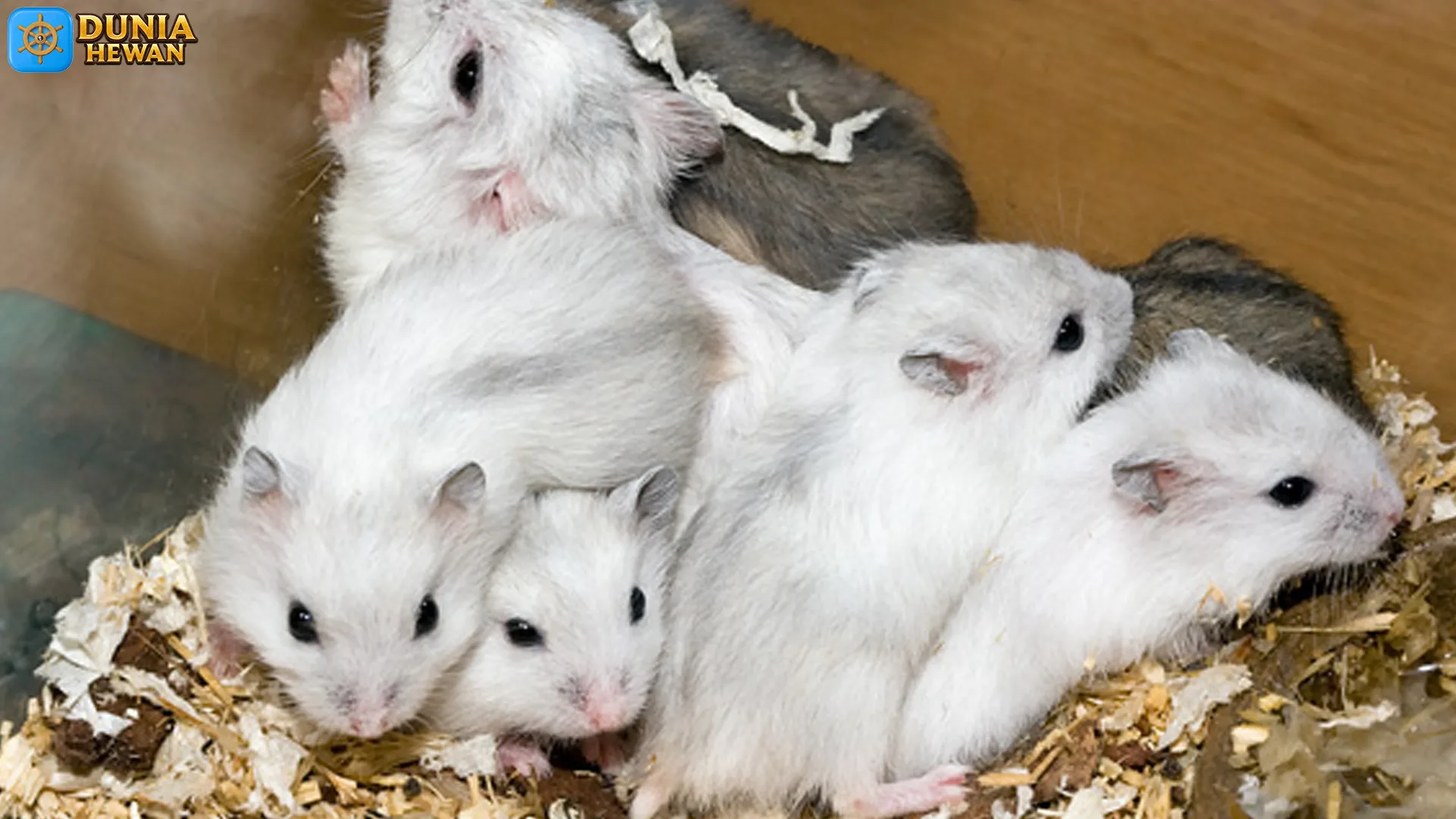 4 Keunggulan Hamster Kerdil Putih Rusia di Dunia Observasi 2 4 Keunggulan Hamster Kerdil Putih Rusia di Dunia Observasi