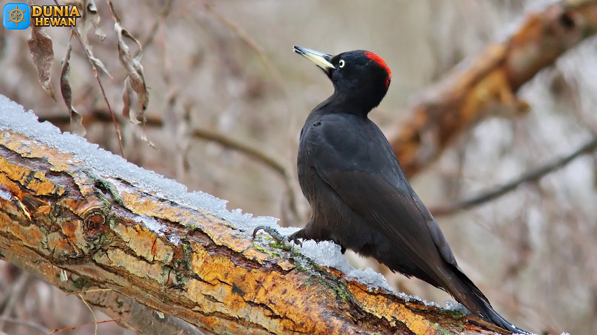 5 Sifat Istimewa Dryocopus Martius yang Membuatnya Unik 2 5 Sifat Istimewa Dryocopus Martius yang Membuatnya Unik