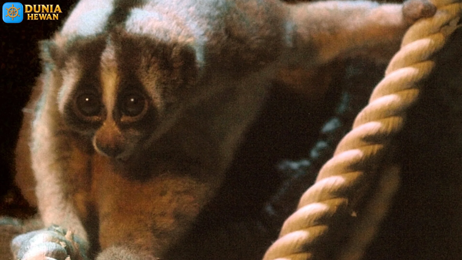Kukang Jawa: 5 Fakta yang Menjadikannya Jadi Spesies Langka 2 Kukang Jawa: 5 Fakta yang Menjadikannya Jadi Spesies Langka