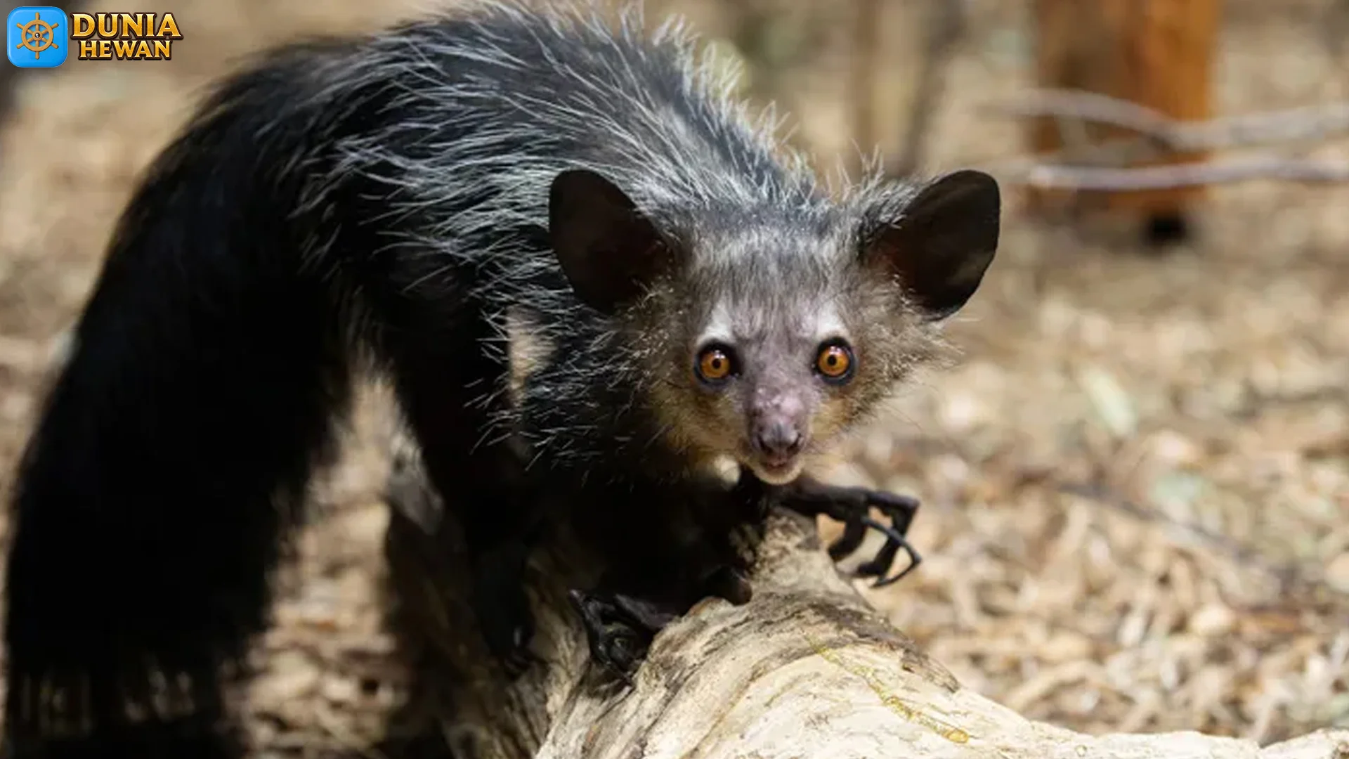 5 Hal yang Membuat Aye-Aye Jadi Primata Langka Terancam Punah