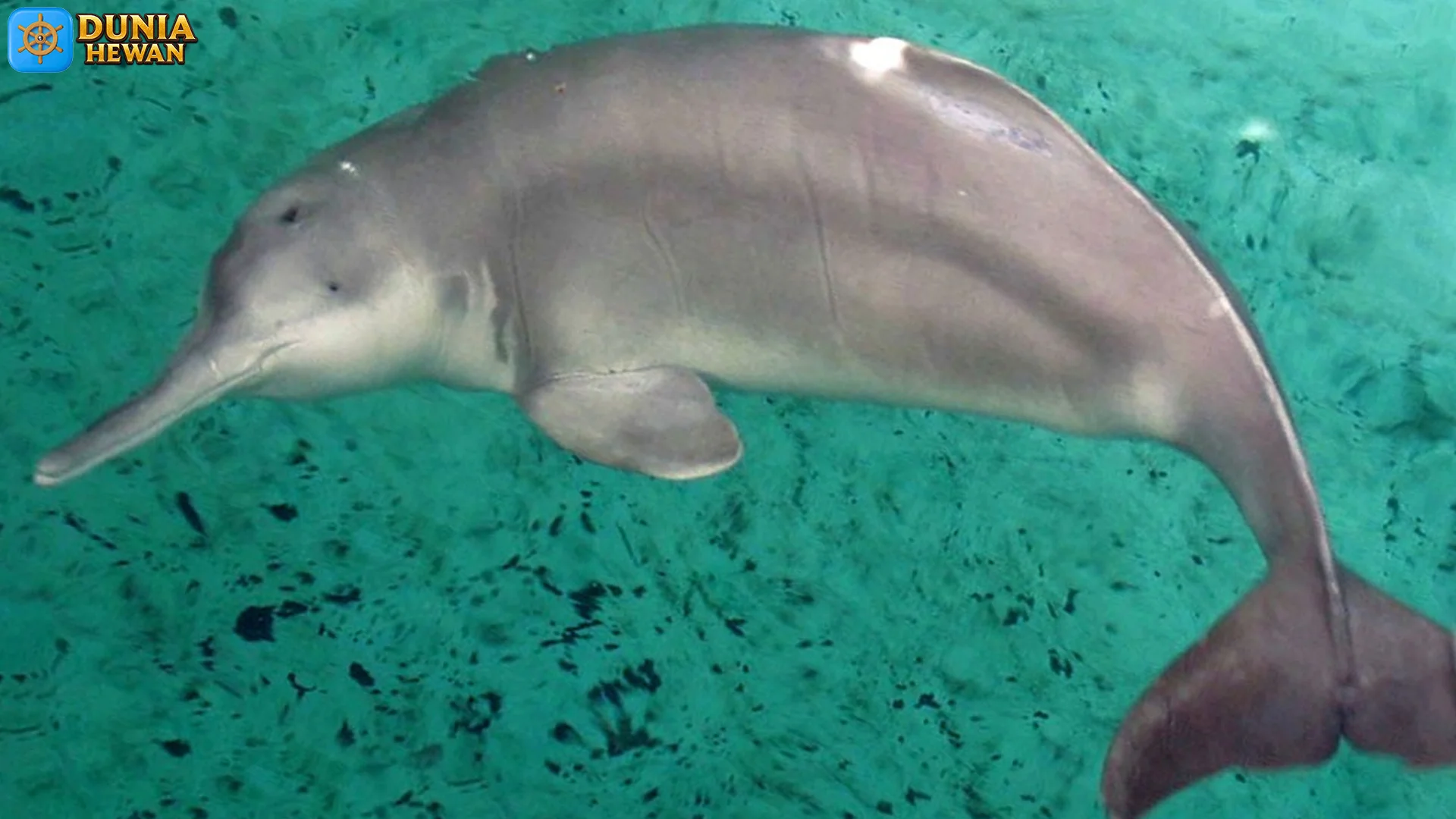 Baiji: 5 Keunikan yang Bikin Mamalia Ini Jadi Begitu Spesial