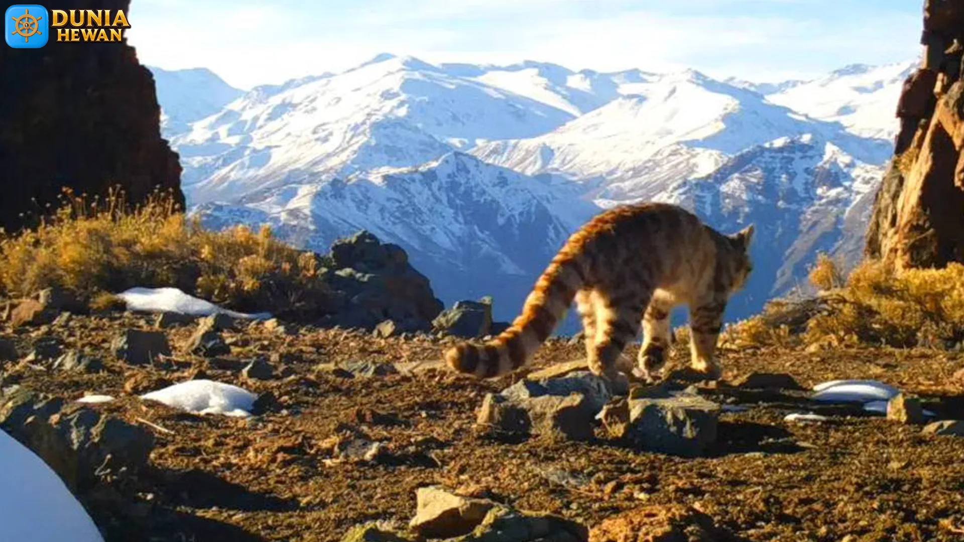 Kucing Andes, Sang Spesies Langka dengan 2 Warna Bulu Hits