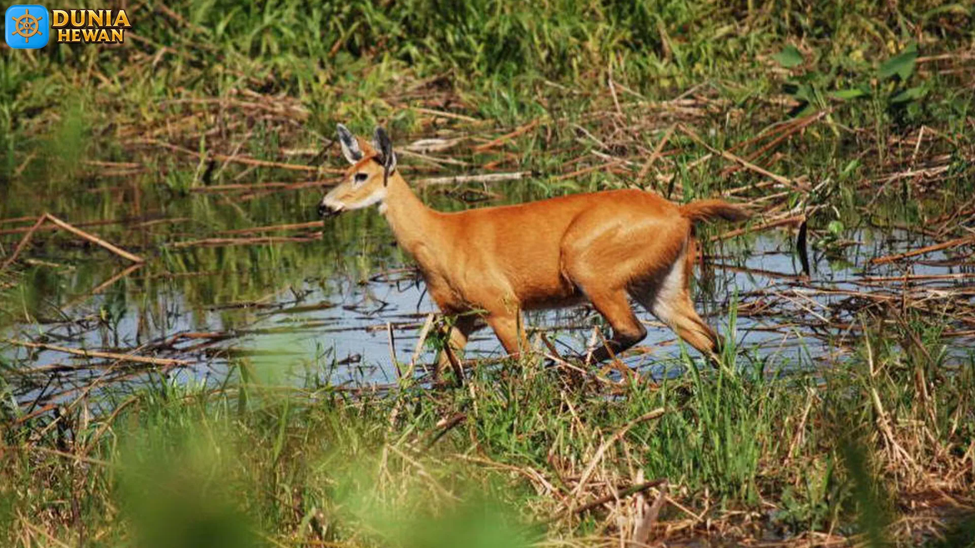 Rusa Rawa, 5 Hal Asyik dalam Hidup di Lingkungan Basah 2 Rusa Rawa, 5 Hal Asyik dalam Hidup di Lingkungan Basah