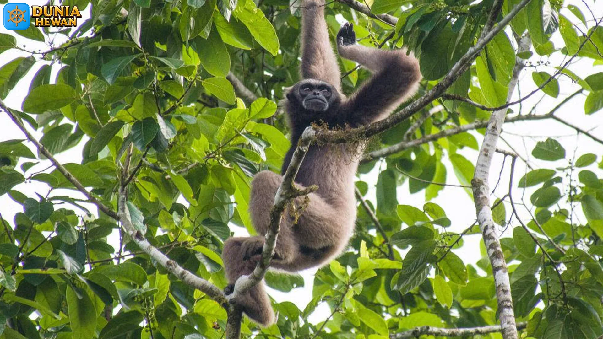 5 Momen Langka Owa Kalawat yang Bikin Kamu Speechless