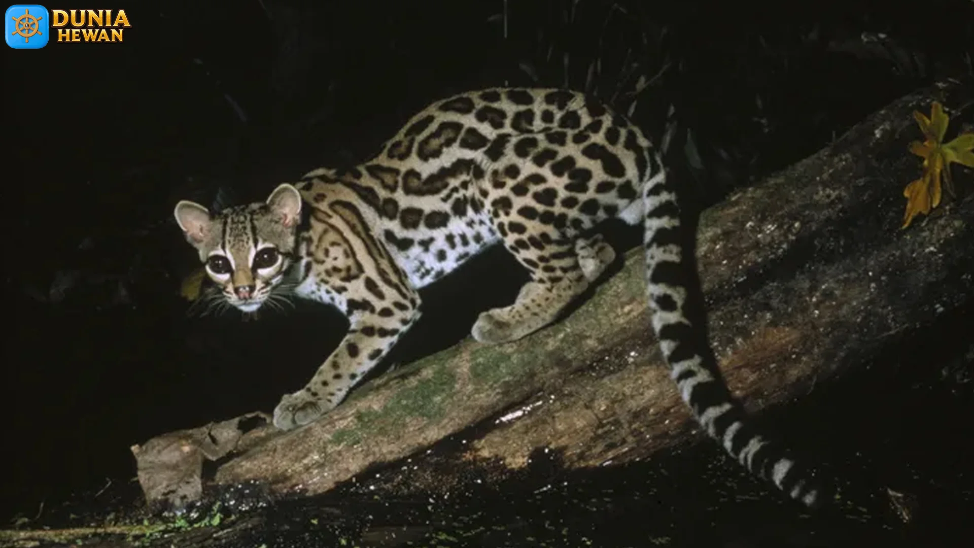5 Keunikan Suara Margay yang Jarang Lo Denger di Hutan