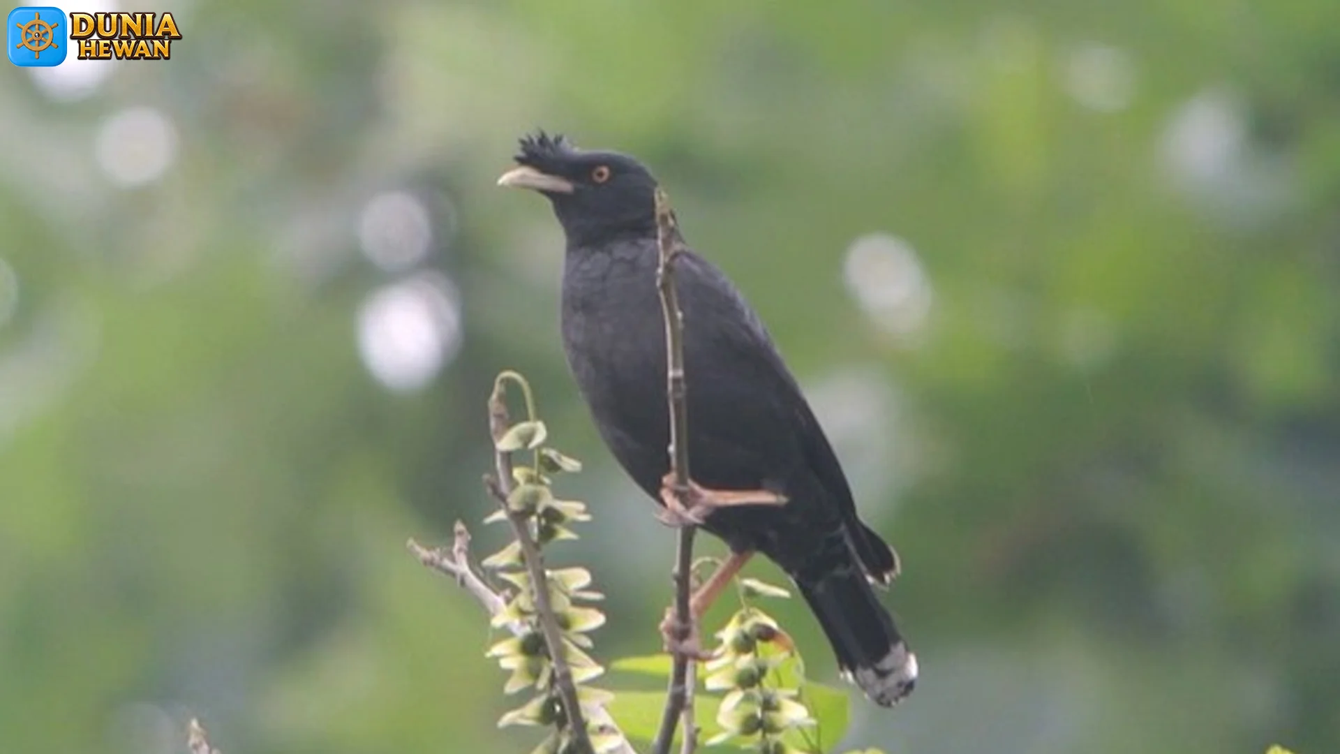 Style Jambulnya Bikin Iri: 4 Inspirasi Gaya dari Burung Kerak Jambul