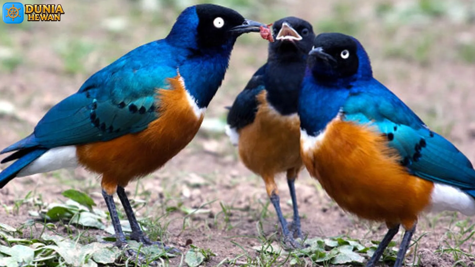 Gaya Hidup Jalak Afrika: 5 Hal Keren yang Bikin Burung Ini Hits 2 Gaya Hidup Jalak Afrika: 5 Hal Keren yang Bikin Burung Ini Hits