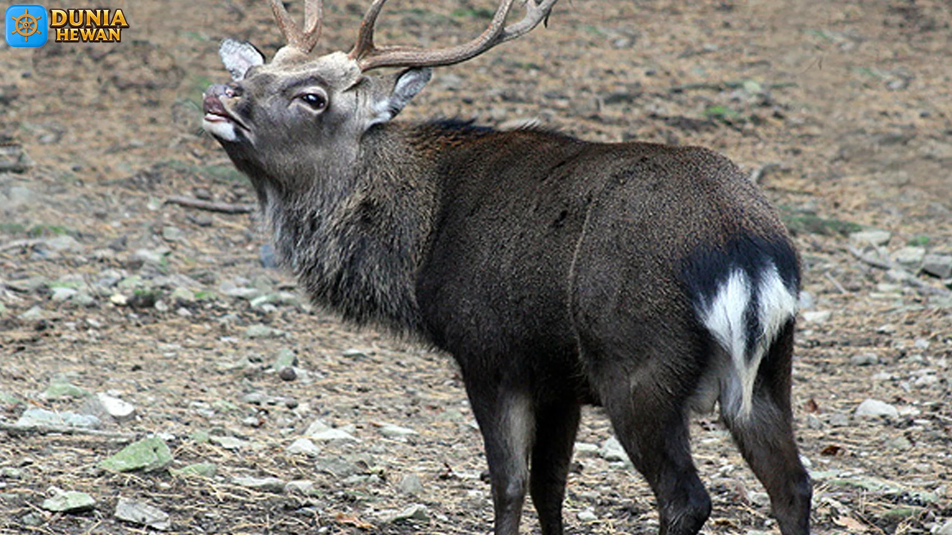Rusa Sika: 5 Karakteristik Fisik yang Membuat Mereka Menarik