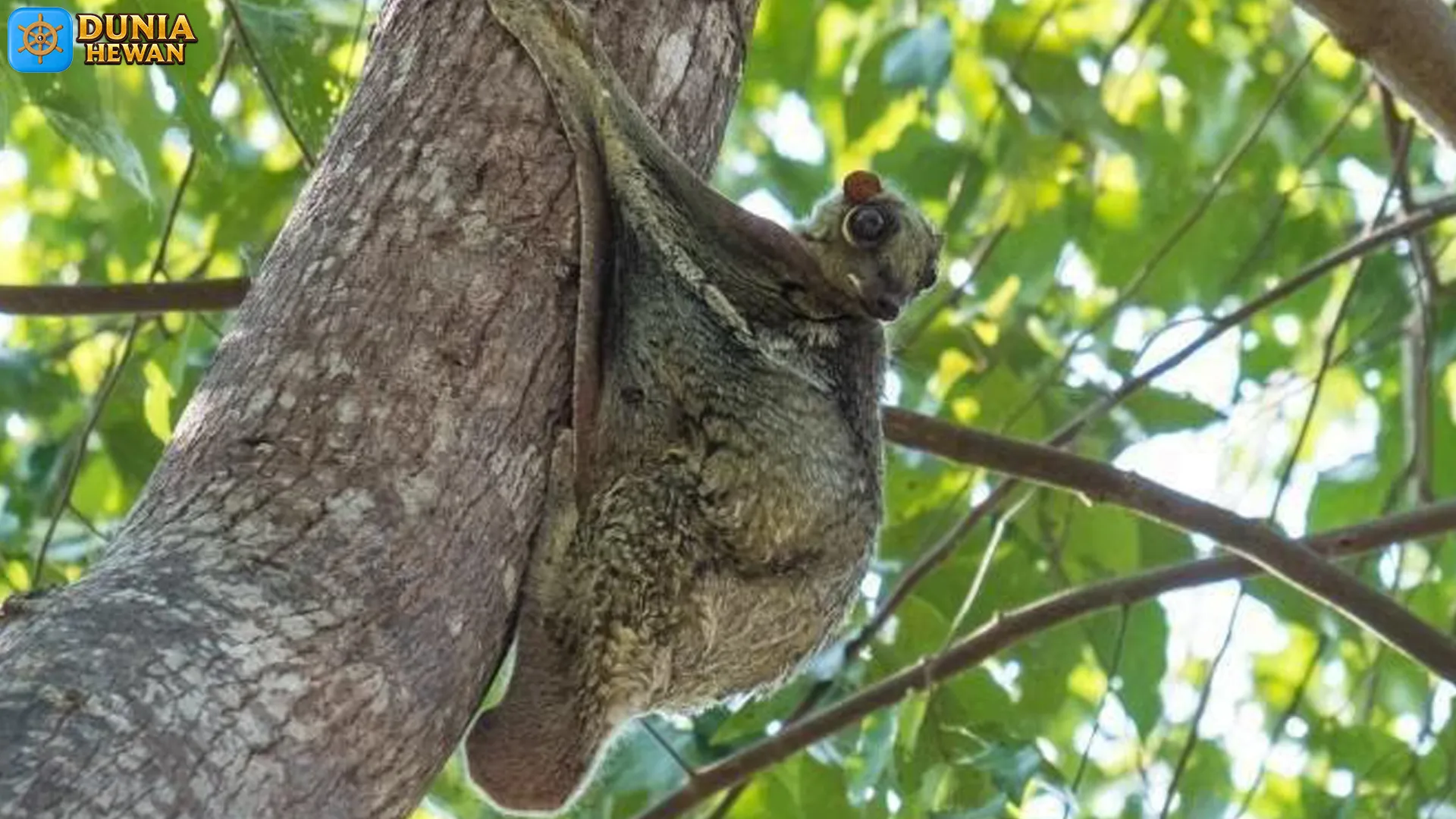 5 Adaptasi Kubung yang Membantunya Bertahan di Alam Liar 2 5 Adaptasi Kubung yang Membantunya Bertahan di Alam Liar