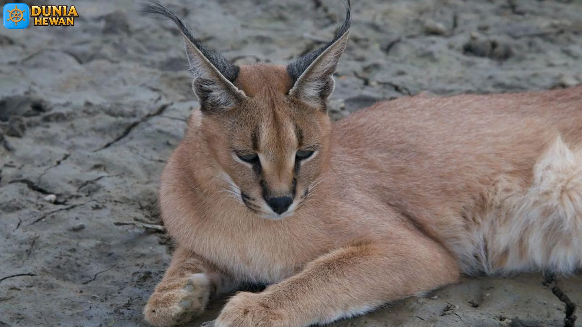 5 Argumen Karakal Jadi Kucing Liar Paling Ditakutin di Afrika