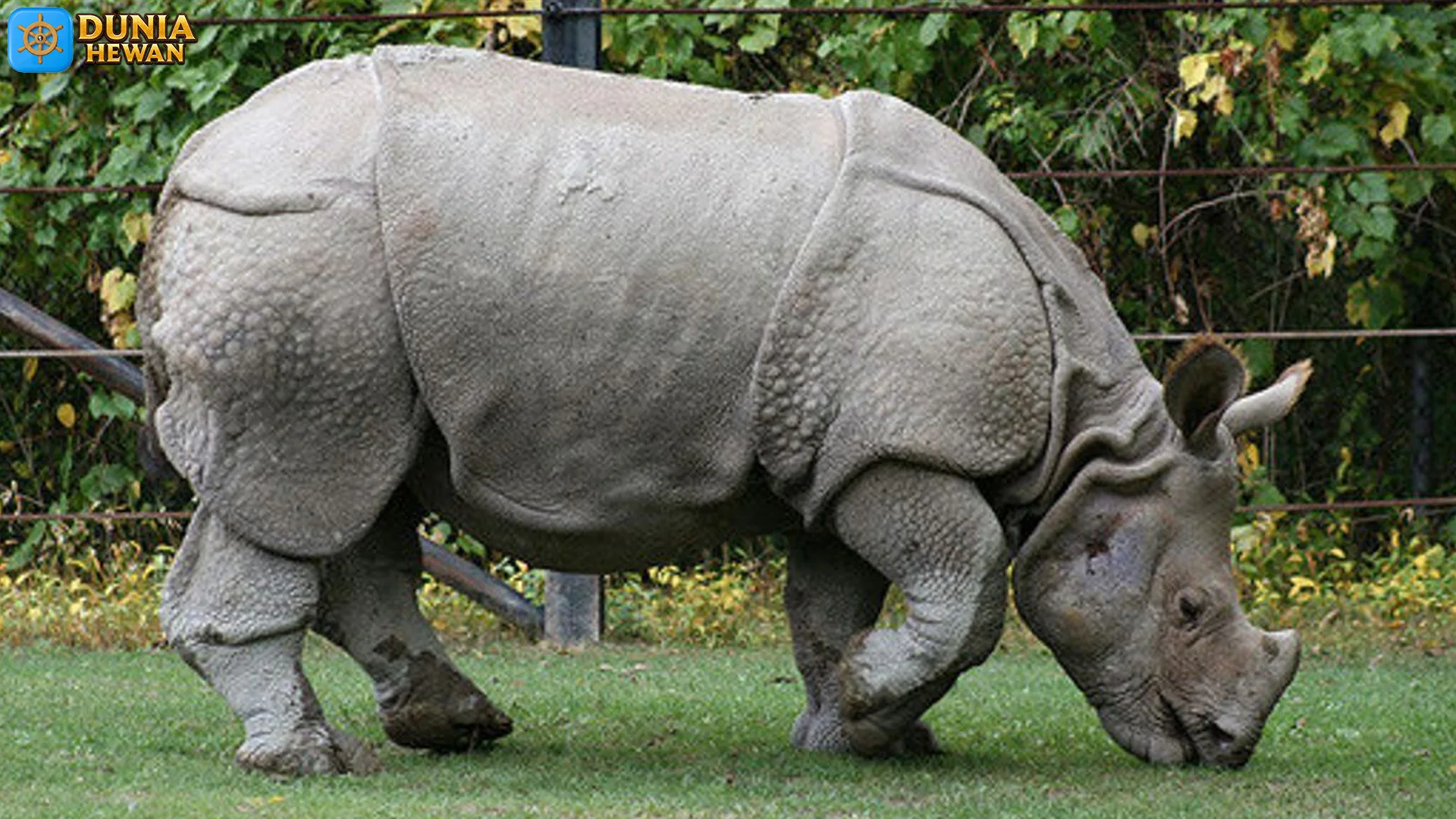 Badak Jawa yang Dahsyat dengan 4 Ciri Kulit Seperti Baju Baja 2 Badak Jawa yang Dahsyat dengan 4 Ciri Kulit Seperti Baju Baja