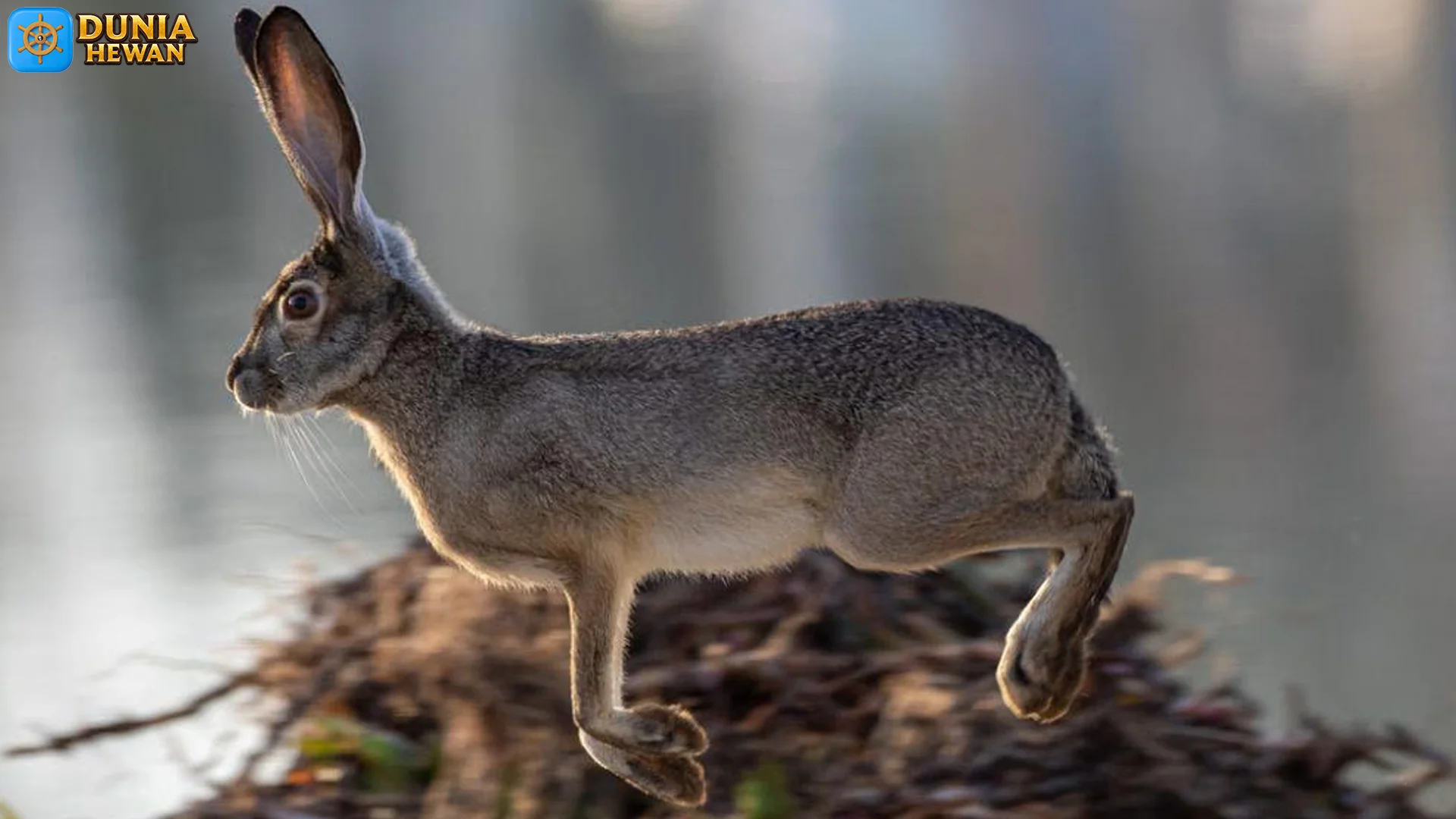 Ngobrol! 5 Kecepatan Lari Terwelu Korsika yang Bikin Lawan Kaget