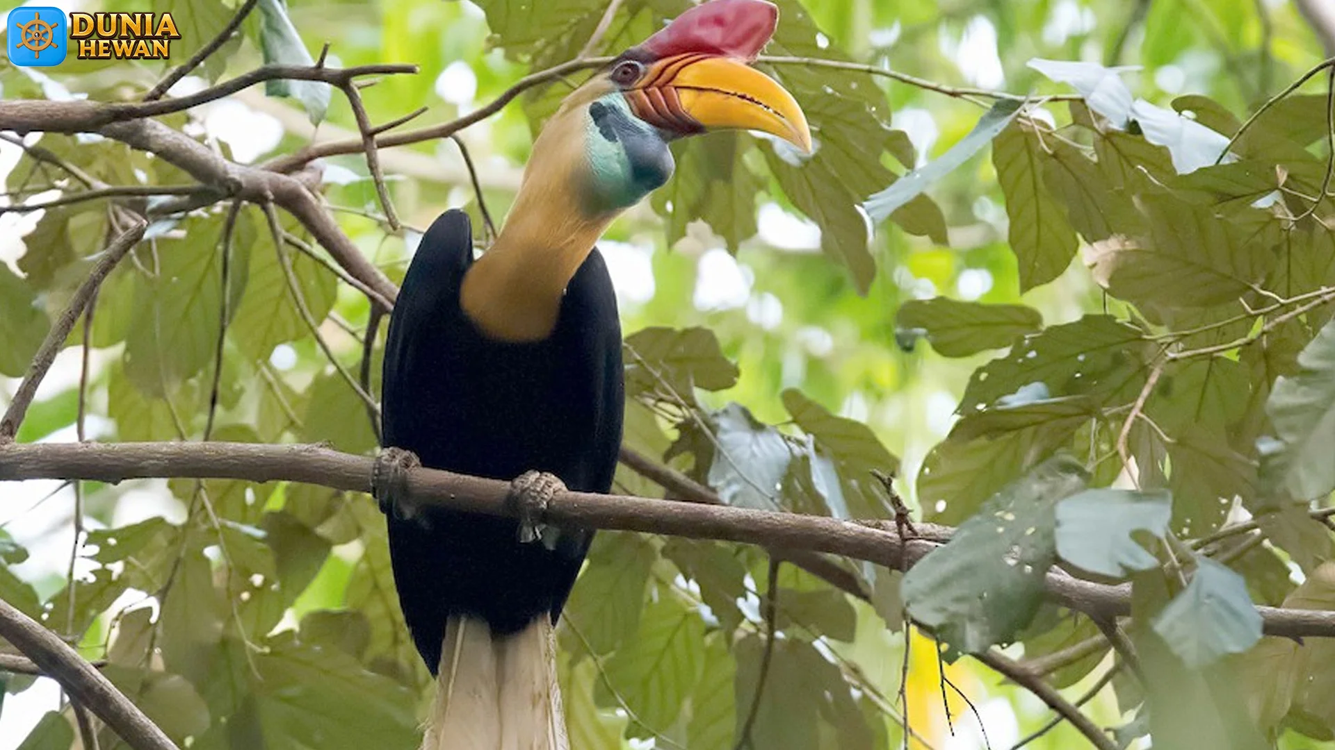 Bukan Sekadar Burung Cantik 5 Peran Julang Sulawesi di Ekosistem 2 Bukan Sekadar Burung Cantik 5 Peran Julang Sulawesi di Ekosistem