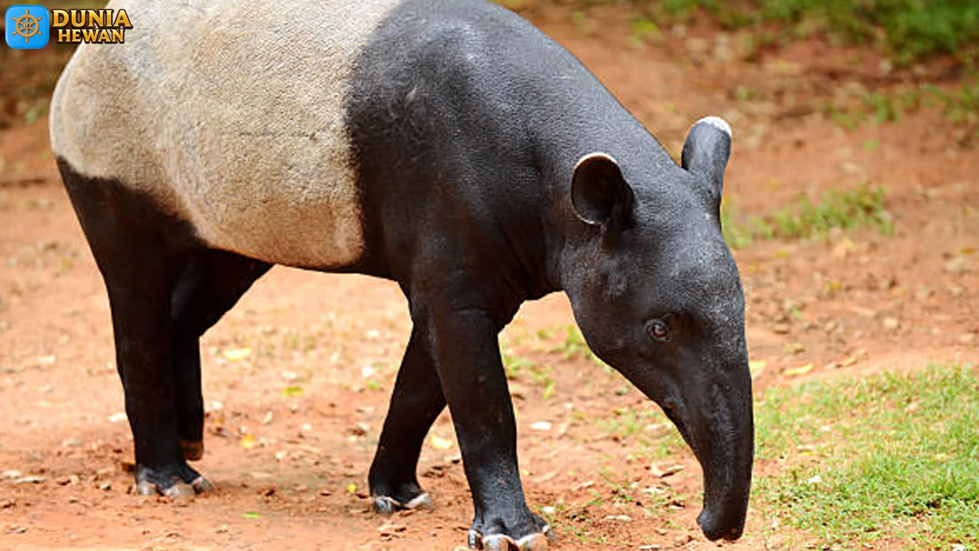 5 Alasan Kenapa Tapir Asia Jadi Hewan yang Penuh Misteri 2 5 Alasan Kenapa Tapir Asia Jadi Hewan yang Penuh Misteri