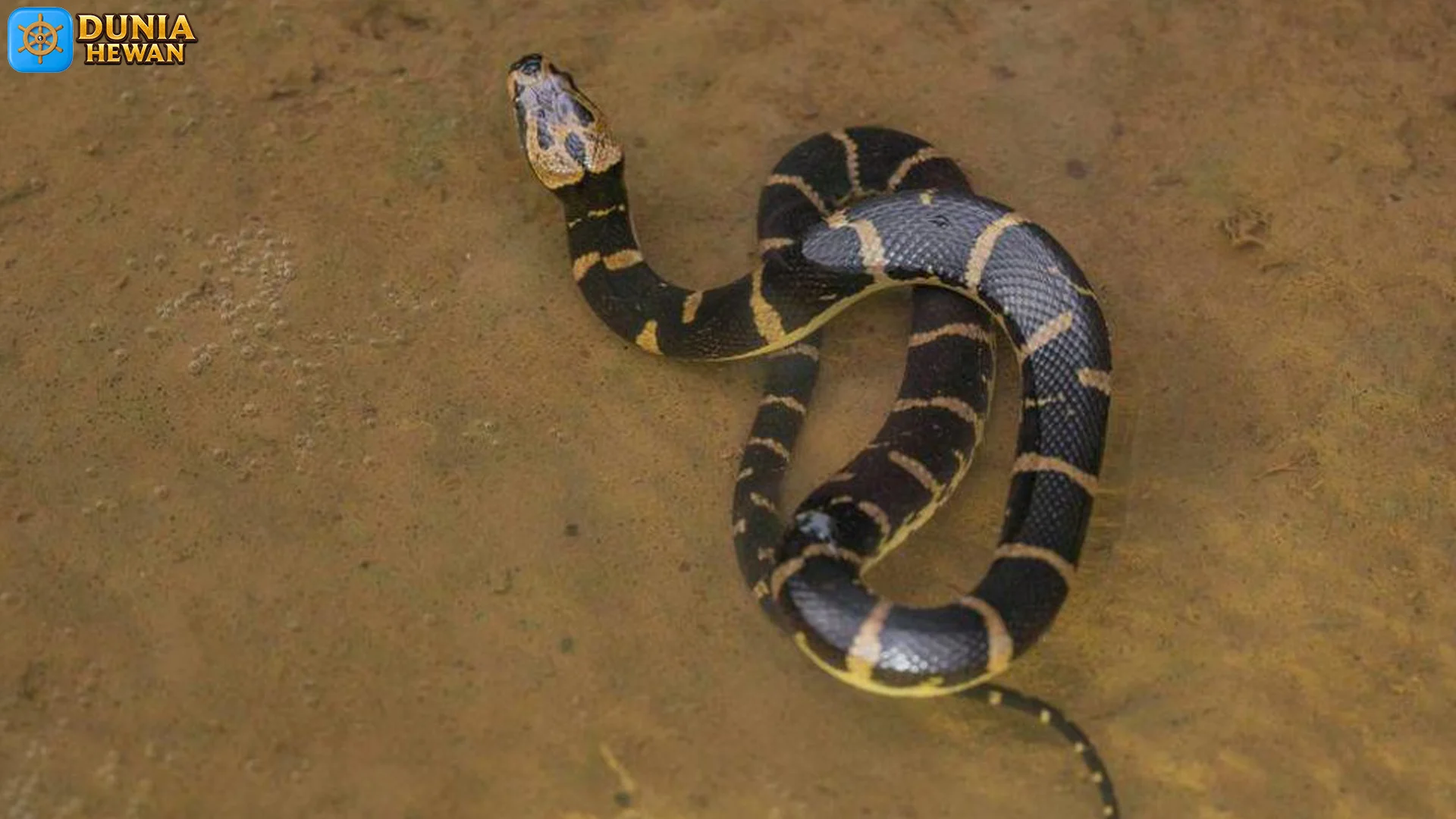 5 Mitos dan Fakta Seputar Ular Kadut yang Harus Kamu Pahami