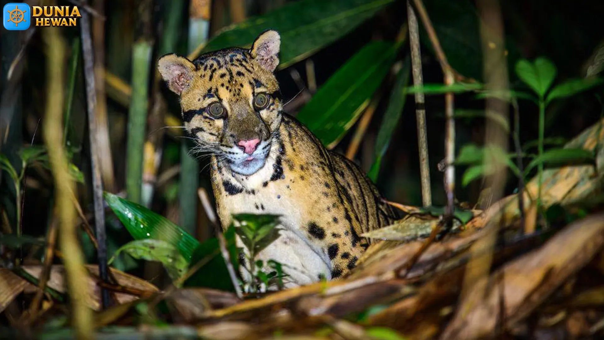 4 Perjalanan Macan Dahan yang Tersembunyi di Hutan Liar