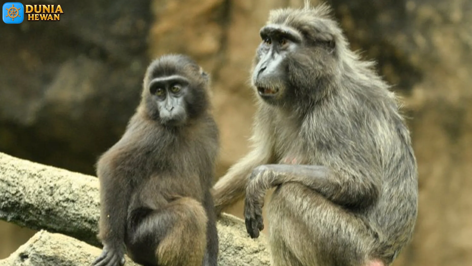 5 Kebiasaan Monyet Dige yang Beda Banget dari Monyet Biasa