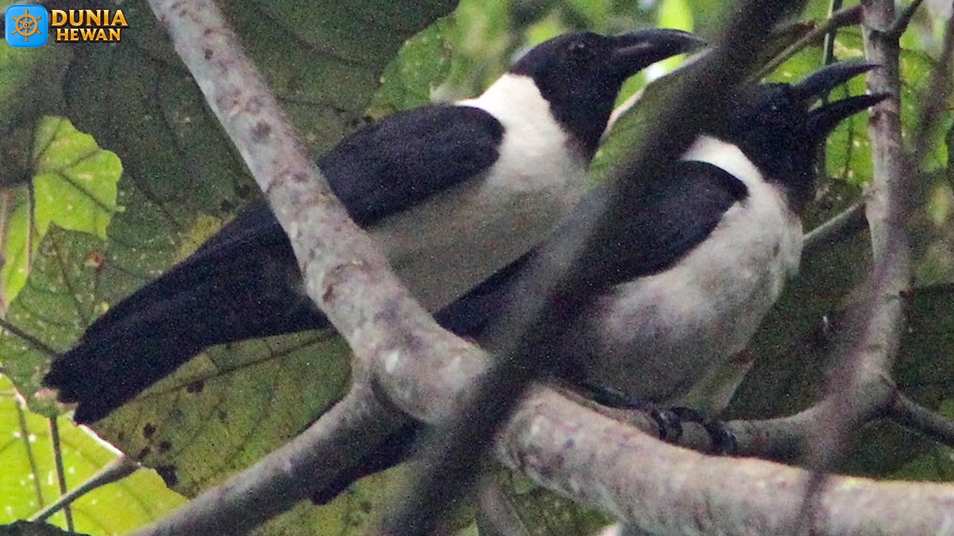 Dari Paruh Kuat hingga Suara Serak, Gagak Sulawesi Soroti 5 Keunikan Biologis 2 Dari Paruh Kuat hingga Suara Serak, Gagak Sulawesi Soroti 5 Keunikan Biologis