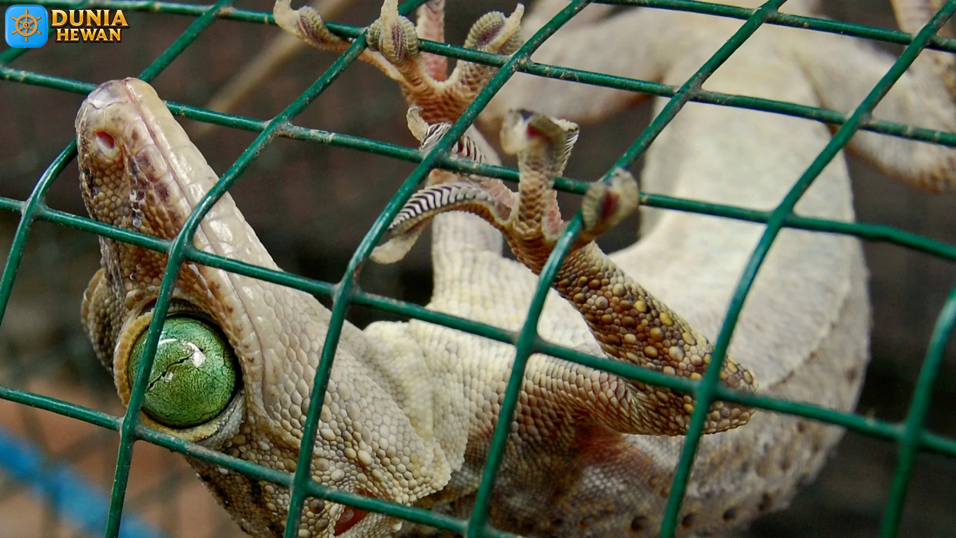 Tokek Hutan Si Pemanjat Handal 4 Alasan Kamu Wajib Kenal Lebih Dekat